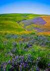 USA-Oregon-Milton-Freewater Fields of vetch Art Print
